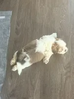 Fat Daddy, a male Maltipoo and Shih Tzu for sale in Scottsdale, AZ – Photo 5 of 5