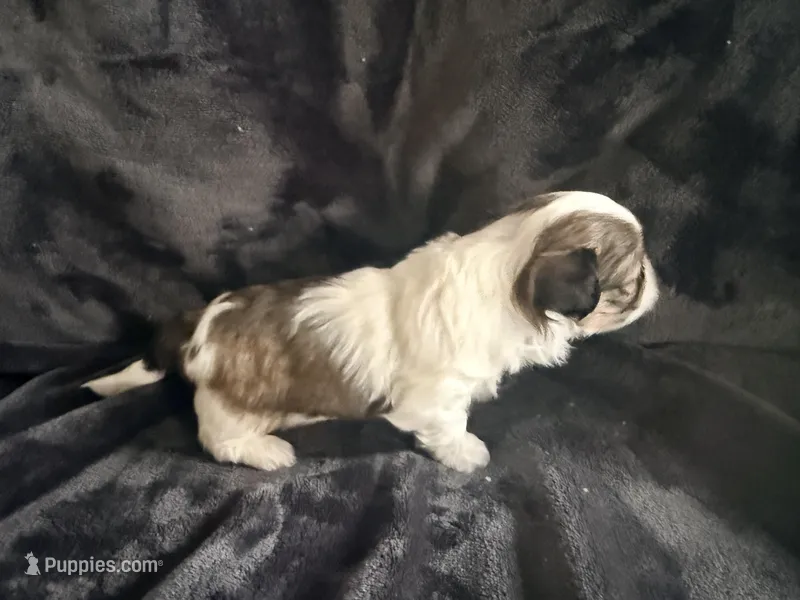 Fat Daddy – Maltipoo, Shih Tzu puppy for sale in Scottsdale, AZ