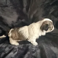 Fat Daddy, a male Maltipoo and Shih Tzu for sale in Scottsdale, AZ – Photo 1 of 5