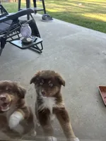 Male, a male Miniature Australian Shepherd for sale in Madisonville, LA – 3 of 3