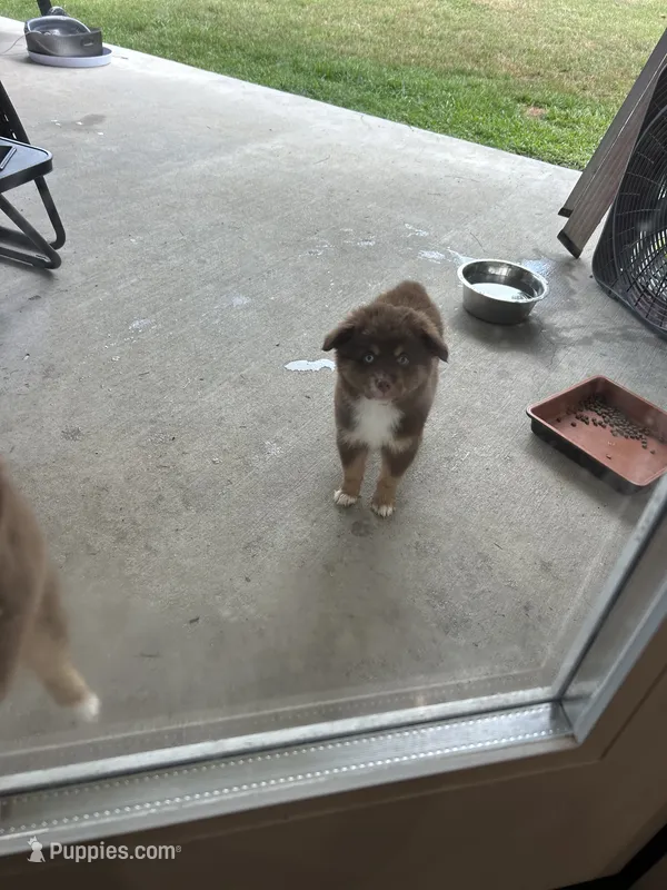 Male – Miniature Australian Shepherd puppy for sale in Madisonville, LA