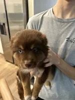 Male, a male Miniature Australian Shepherd for sale in Madisonville, LA – 2 of 3