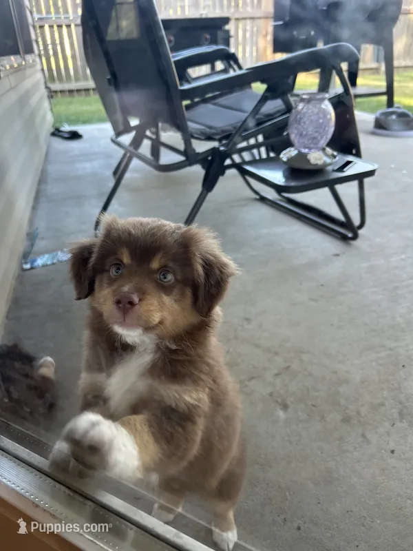 Female – Miniature Australian Shepherd puppy for sale in Madisonville, LA