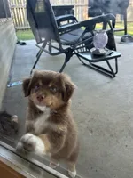 Female, a female Miniature Australian Shepherd for sale in Madisonville, LA – 1 of 2