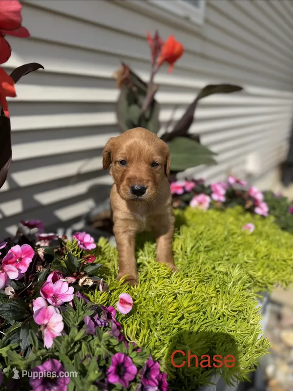 Chase  – Golden Retriever puppy for sale in Inwood, IA