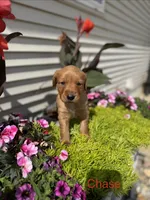 Chase , a male Golden Retriever for sale in Inwood, IA – 1 of 2