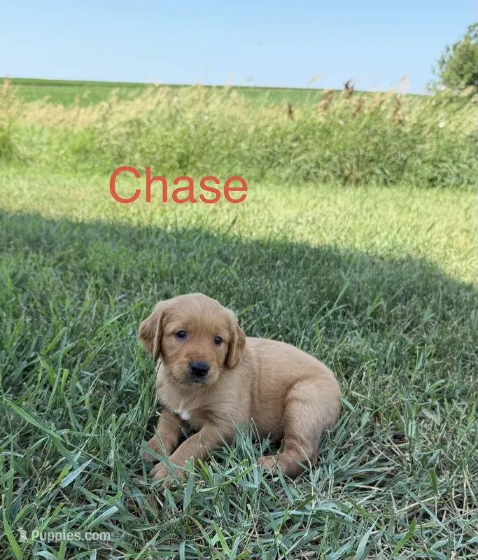 Chase  – Golden Retriever puppy for sale in Inwood, IA