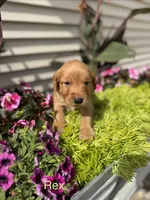 Rex, a male Golden Retriever for sale in Inwood, IA – 1 of 1