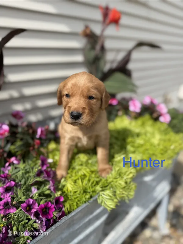 Hunter  – Golden Retriever puppy for sale in Inwood, IA