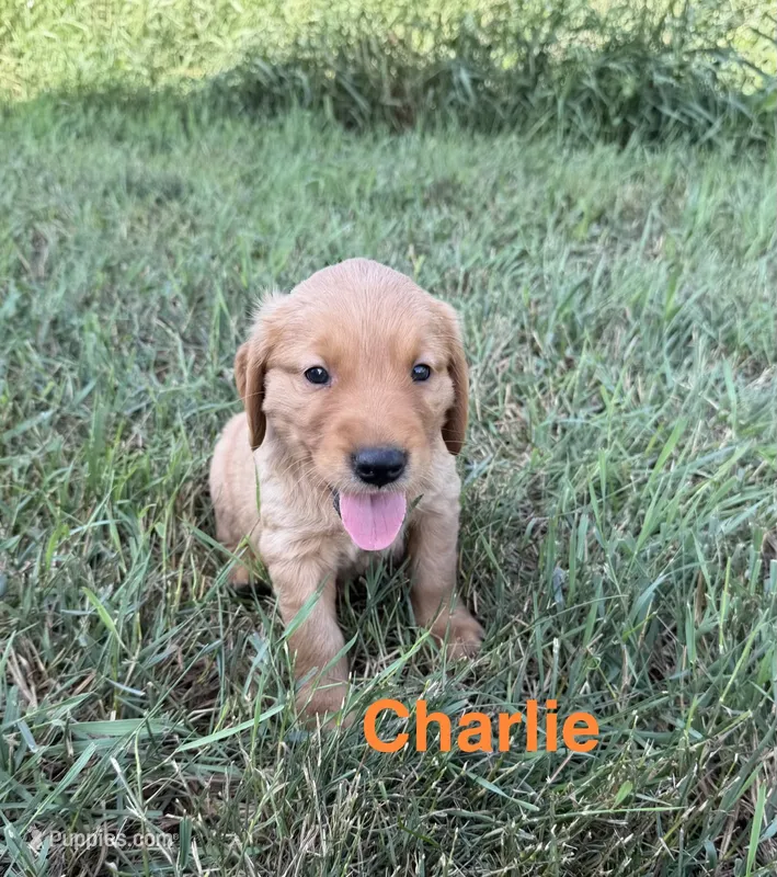 Charlie  – Golden Retriever puppy for sale in Inwood, IA