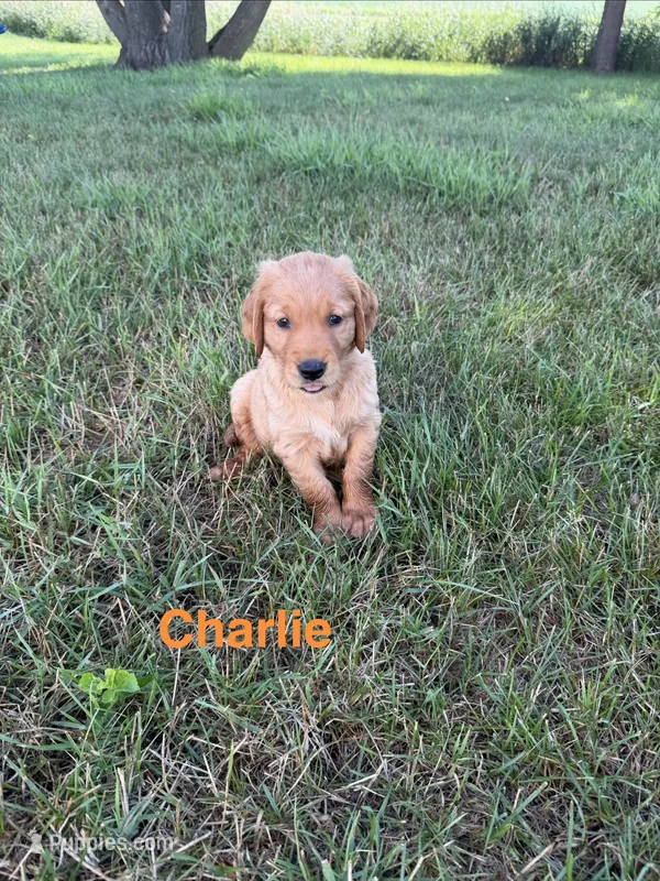 Charlie  – Golden Retriever puppy for sale in Inwood, IA