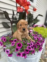 Sky, a female Golden Retriever for sale in Inwood, IA – 2 of 2