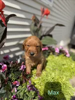 Max , a male Golden Retriever for sale in Inwood, IA – 1 of 1