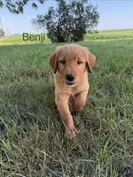 Benji , a male Golden Retriever for sale in Inwood, IA – 4 of 4