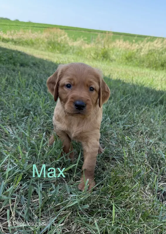 Max  – Golden Retriever puppy for sale in Inwood, IA