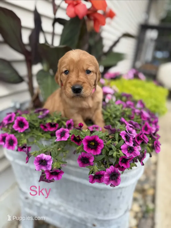 Sky – Golden Retriever puppy for sale in Inwood, IA