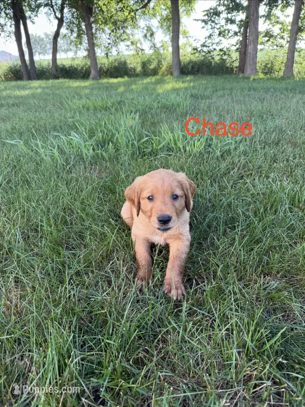Chase  – Golden Retriever puppy for sale in Inwood, IA