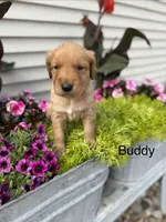 Buddy , a male Golden Retriever for sale in Inwood, IA – 1 of 1
