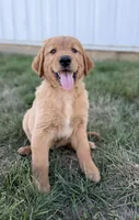 Benji , a male Golden Retriever for sale in Inwood, IA – 2 of 4
