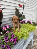Sophie , a female Golden Retriever for sale in Inwood, IA – 2 of 2