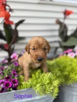 Sophie , a female Golden Retriever for sale in Inwood, IA – 1 of 2