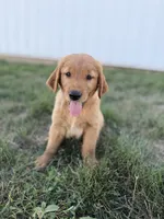 Benji , a male Golden Retriever for sale in Inwood, IA – 1 of 4