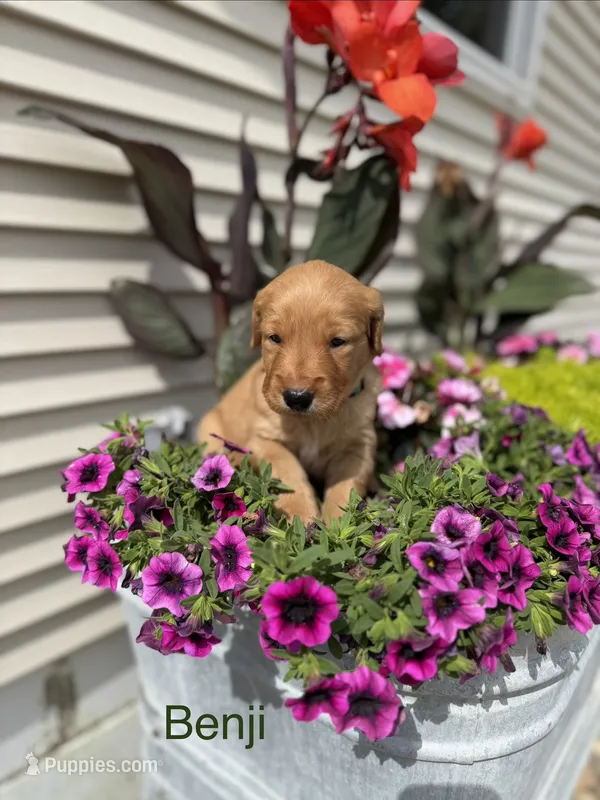 Benji  – Golden Retriever puppy for sale in Inwood, IA