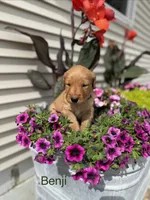Benji , a male Golden Retriever for sale in Inwood, IA – 1 of 1