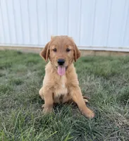 Benji , a male Golden Retriever for sale in Inwood, IA – 3 of 4