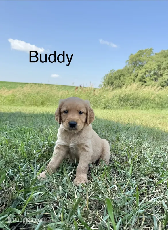 Buddy  – Golden Retriever puppy for sale in Inwood, IA