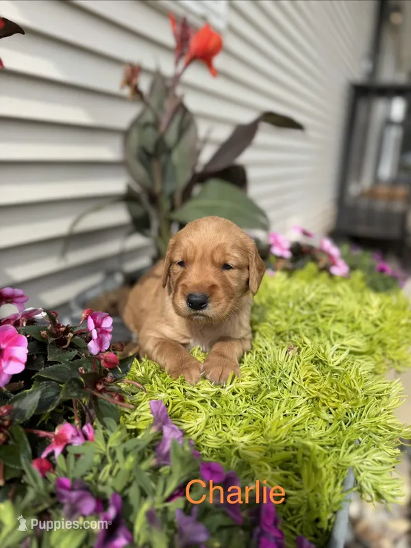 Charlie  – Golden Retriever puppy for sale in Inwood, IA