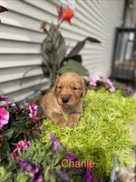 Charlie , a male Golden Retriever for sale in Inwood, IA – 1 of 1