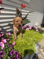Chase , a male Golden Retriever for sale in Inwood, IA – 2 of 2