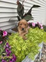 Summer , a female Golden Retriever for sale in Inwood, IA – 1 of 1