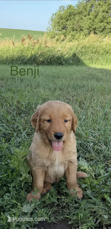 Benji  – Golden Retriever puppy for sale in Inwood, IA