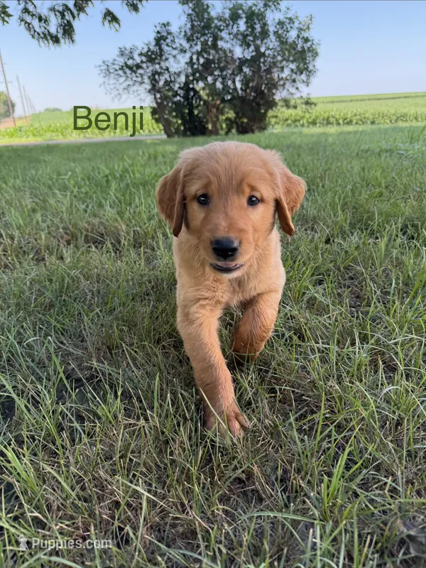 Benji  – Golden Retriever puppy for sale in Inwood, IA