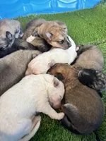 Beanie, a male German Shepherd Dog and Great Pyrenees for sale in Denham Springs, LA – 2 of 2