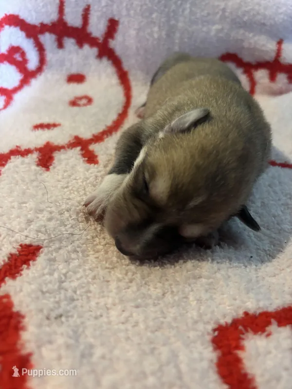 Beanie – German Shepherd Dog, Great Pyrenees puppy for sale in Denham Springs, LA
