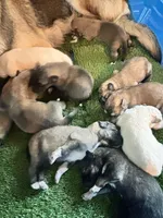 Miso, a male German Shepherd Dog and Great Pyrenees for sale in Denham Springs, LA – 2 of 2