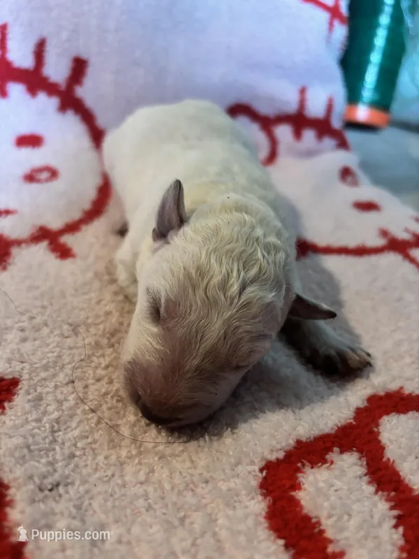 Miso – German Shepherd Dog, Great Pyrenees puppy for sale in Denham Springs, LA