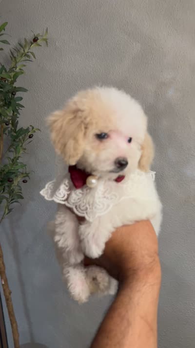 Her, a female Poodle - Toy  for sale in Oaklyn, NJ – 2 of 2