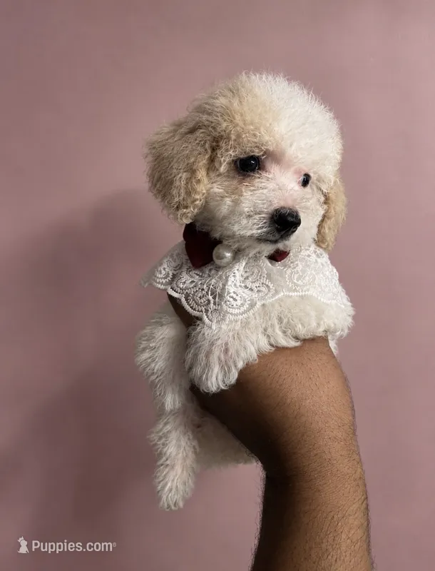Her – Poodle - Toy  puppy for sale in Oaklyn, NJ