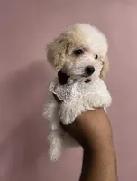 Her, a female Poodle - Toy  for sale in Oaklyn, NJ – 1 of 2