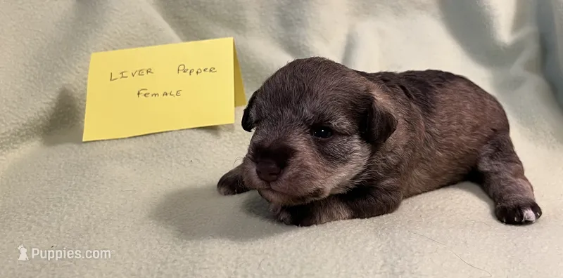 Liver pepper F 1 – Miniature Schnauzer puppy for sale in Meadville, PA