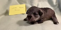 Liver pepper F 1, a female Miniature Schnauzer for sale in Meadville, PA – 1 of 6