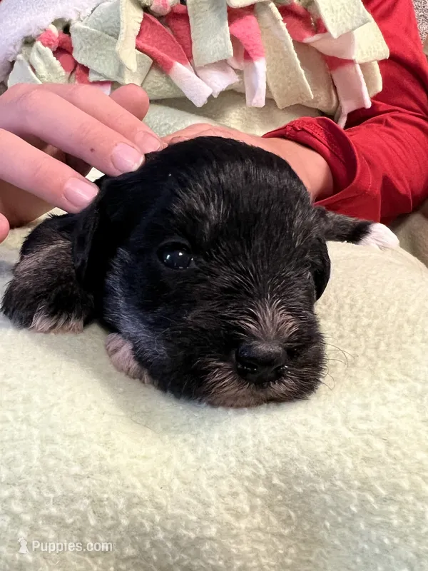 Black and silver F – Miniature Schnauzer puppy for sale in Meadville, PA