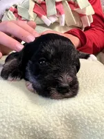 Black and silver F, a female Miniature Schnauzer for sale in Meadville, PA – 1 of 5