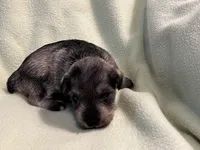 Liver pepper F 1, a female Miniature Schnauzer for sale in Meadville, PA – 4 of 6