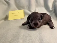 Liver pepper F2, a female Miniature Schnauzer for sale in Meadville, PA – 4 of 5