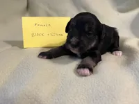 Black and silver F, a female Miniature Schnauzer for sale in Meadville, PA – 2 of 5